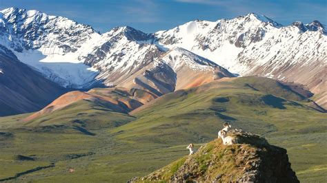 The Complete Guide to Denali National Park Wildlife