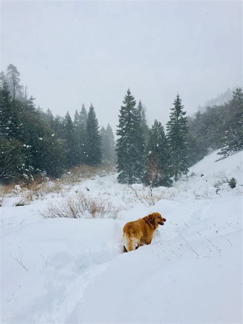 Hike in the Snow = Happy dog! : DOG