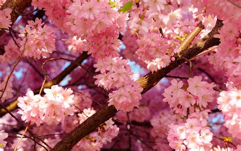 FLOWERS: Nature Blooming Trees Branches Pink Flowers Wallpaper