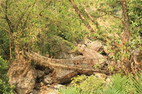 Meghalaya - Living Root Bridges - eagleflyfree.com