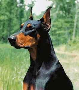 DOBERMANN CHILE: Corte de orejas