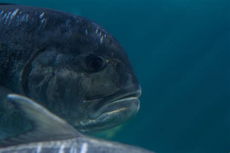 A Giant Trevally - Seaunseen