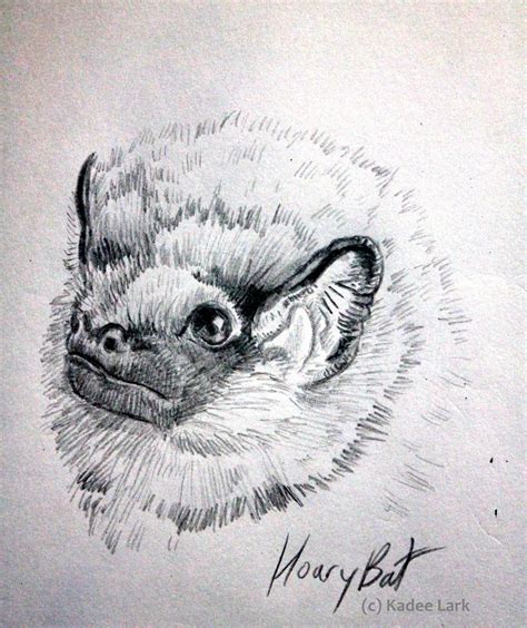 Hoary Bat Pencil Sketch by KadeeLark on DeviantArt