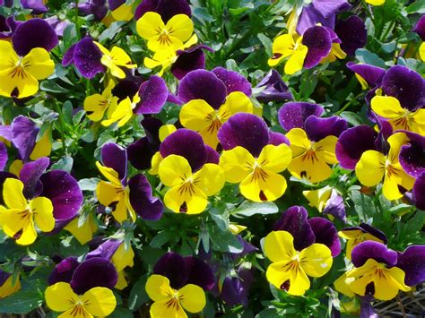 Pansy Flowers Wallpapers - Top Wallpaper Desktop