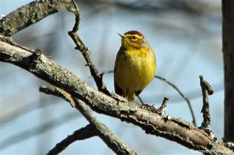 Palm Warbler – Discovering Nature