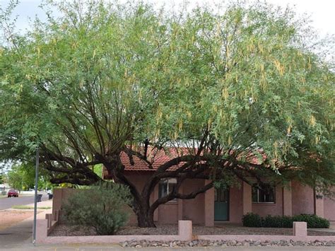 mesquite tree removal arizona - Andria Lassiter