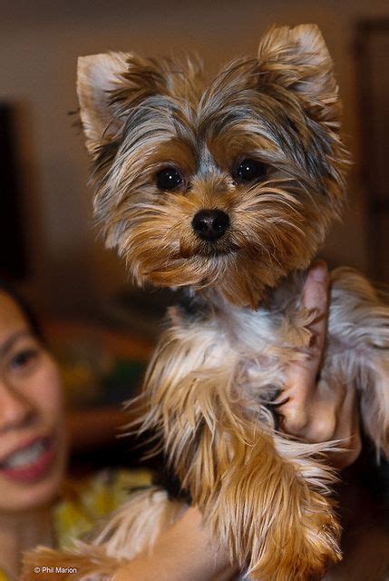 Java with trimmed ears | Yorkie puppy, Yorkie, Yorkshire terrier puppies