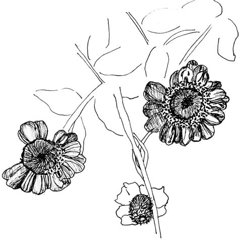 Fall Flowers Drawing by Elizabeth Thorstenson