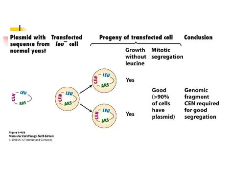 DNA Replication I u Any eukaryotic chromosome contain