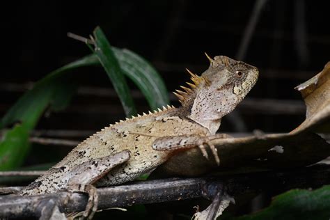 Boulenger's tree dragon (Acanthosaura crucigera)