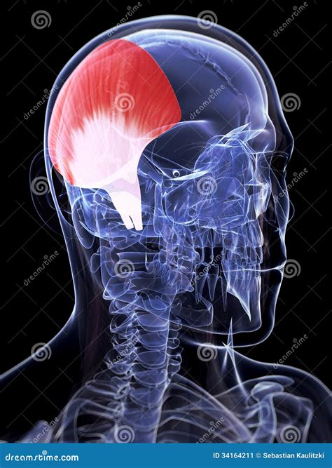 Temporalis muscle stock illustration. Illustration of rendering - 34164211