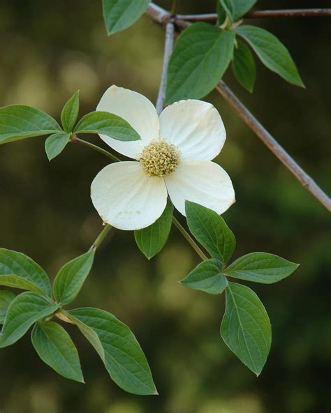 Photo #67634 | Cornus nuttallii | plant lust