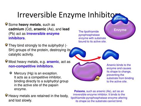 Examples Of Enzyme Inducers And Inhibitors