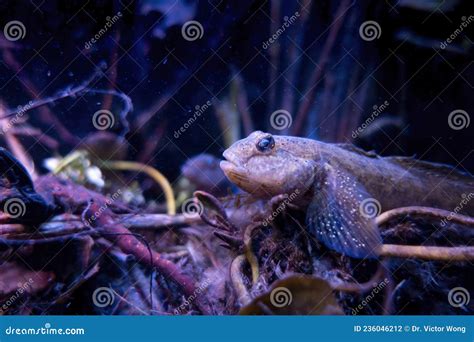 A Goby Fish Settles on the Bottom of an Aquarium Stock Photo - Image of ...