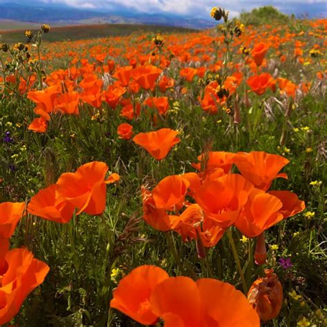 Jess Marfisi on Twitter | Poppies, Poppy flower, Flower field