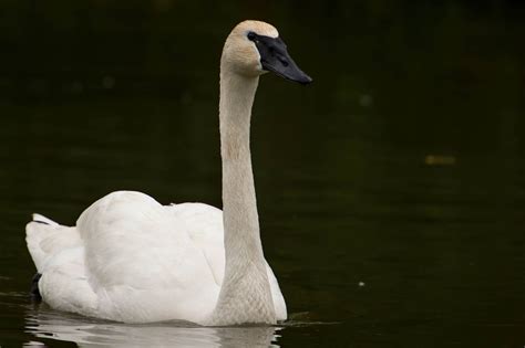 State-endangered trumpeter swans reproduce in northern Indiana – WOWO ...