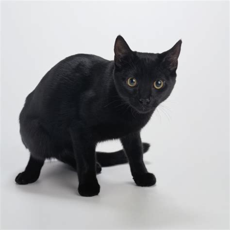 Black American Shorthair Vs. Bombay Cat | Animals - mom.me