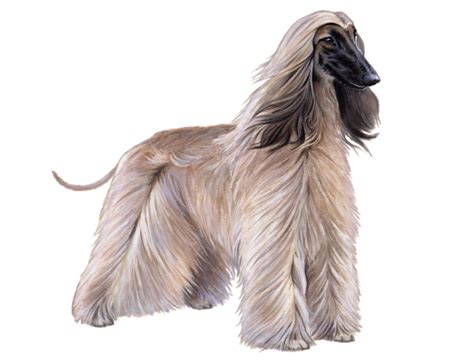 Afghan Hound Facts - Wisdom Panel™ Dog Breeds