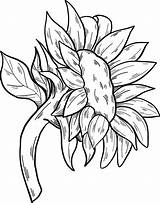 Very Easy Sunflower Coloring Page  Free Printable Pages For Kids sketch template