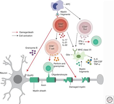 Effector T Cells in Multiple Sclerosis