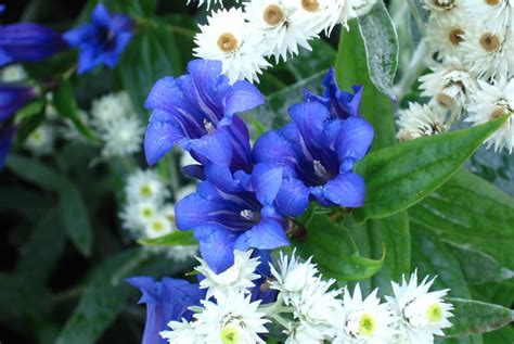 Herbaceous Perennials at Oxfordshire Plant Nursery