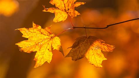 Hojas de otoño en arbol Fondo de pantalla 4k HD ID:9044