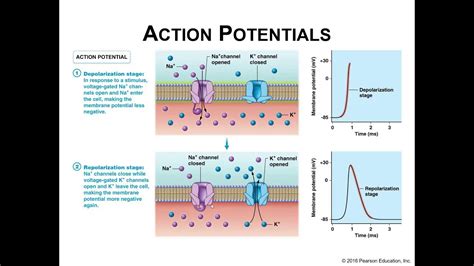 Action Potential Explained Step By Step