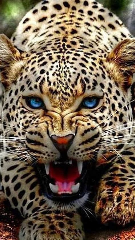 Angry Jaguar Face