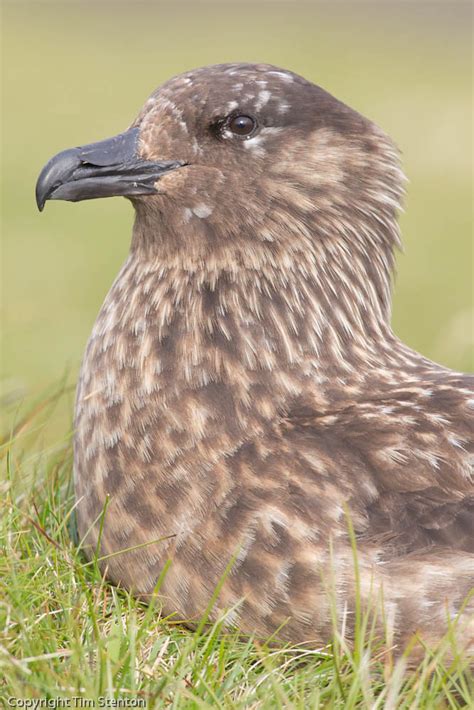 Great Skua (Stercorarius skua) 25 Jun-12-44519.jpg | Flickr