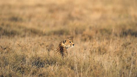 Cheetah Images - Safaris and Expeditions