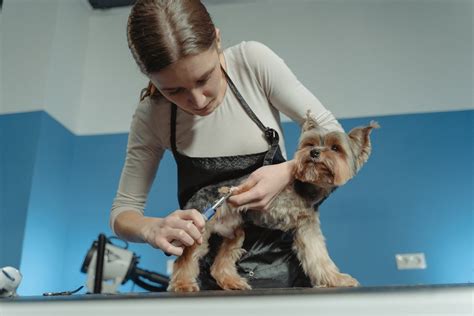 A Woman Grooming a Dog · Free Stock Photo