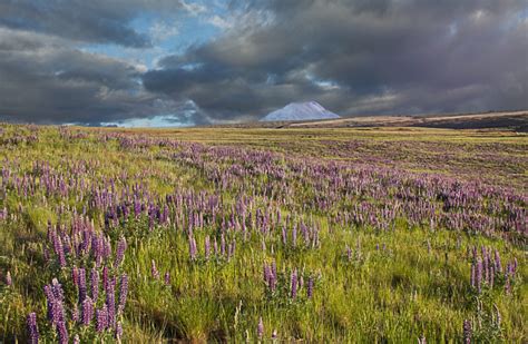 Lupine Flowers Field Royalty Free Photo