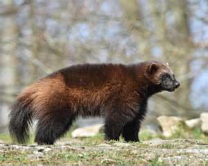 Facts about Wolverines | Sciencewithkids.com