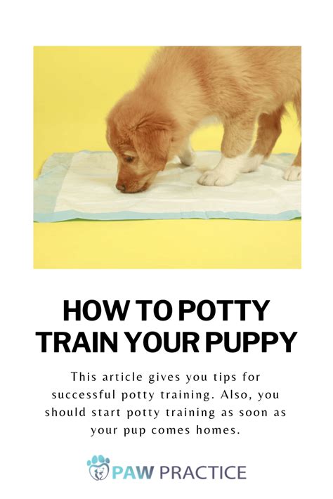 This article gives you tips for successful potty training. Also, you ...