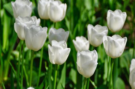 White Flowers for Your Garden