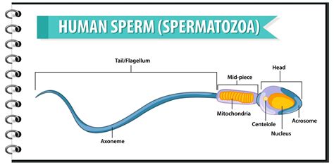 Human Sperm or spermatozoa cell structure 1434164 Vector Art at Vecteezy