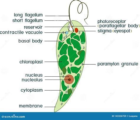 Diagram Euglena Structure Euglena Viridis Titles Clipart And Illustrations