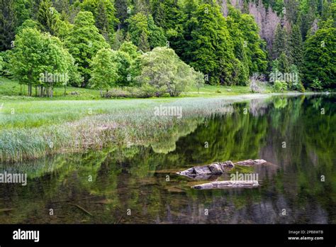 Landscape in the Black Forest. Lake Feldsee in the Southern Black Forest Nature Park Stock Photo ...