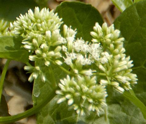 Creeper - close-up of flowers | Flowering creeper supported … | Flickr