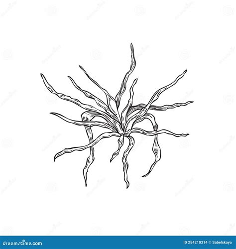 Seaweed or Algae Marine Benthic Plants Etched Vector Illustration Isolated. Stock Vector ...