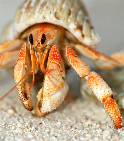 Beautiful Hermit Crab In His Shell Close Up Stock Photo - Image: 24713124