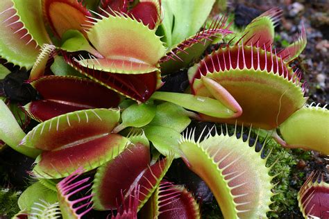 Carnivorous plants