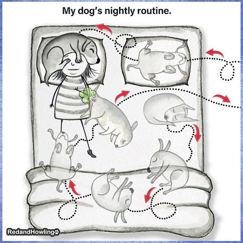 My Dog’s Nightly Routine | Happy dogs, Dachshund love, I love dogs