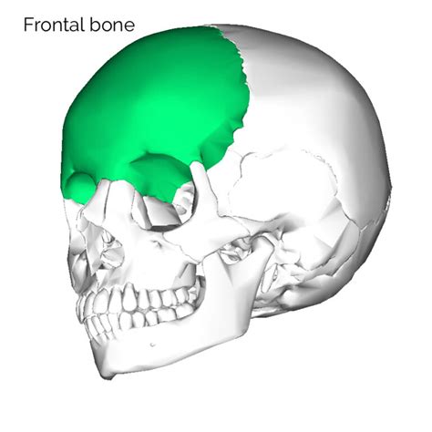 Bones of the Skull | Skull Osteology | Anatomy | Geeky Medics