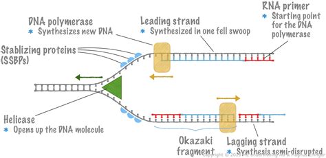 Replication Of Dna