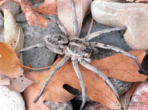 Colorado Photos.....: Wolf Spider