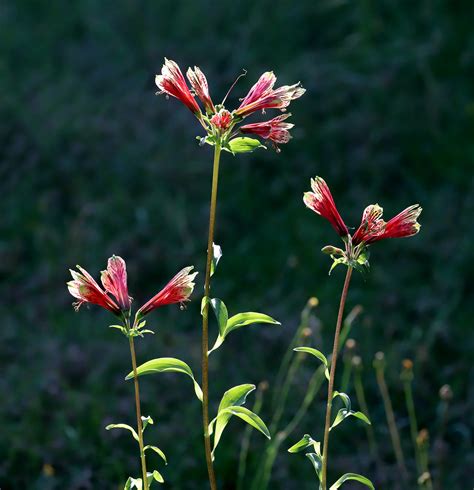 Peruvian Lily | With the primary meanings of Peruvian lilies… | Flickr