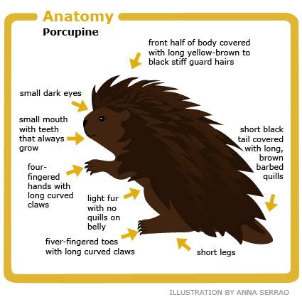 Porcupine Habitat - Madagascar Wiki