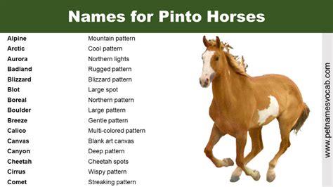 Names for Pinto Horses (with meaning) - Pet Names Vocab