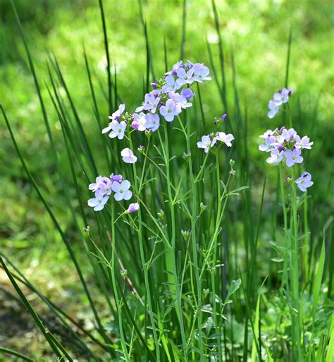 Free Images : nature, field, meadow, prairie, food, spring, herb, produce, vegetable, flora ...